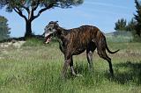 GREYHOUND 099
